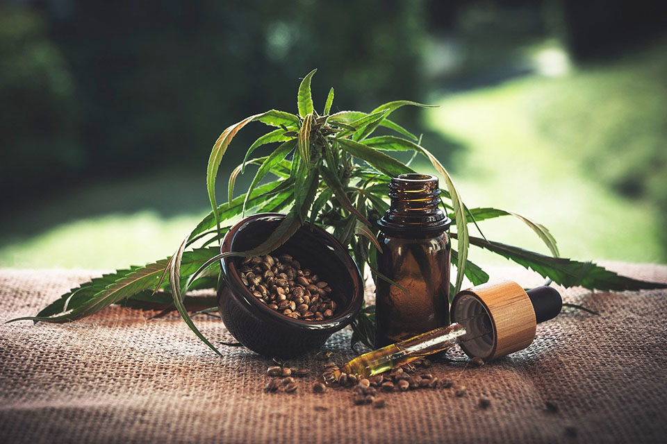 Cannabis plant placed behind open vial of CBD oil.